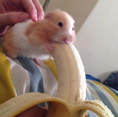 hamster eating a banana twice its size